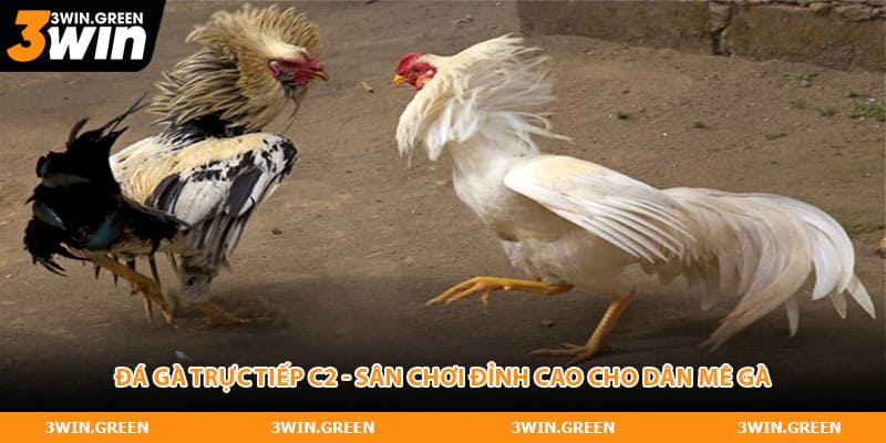 Đá Gà Trực Tiếp C2 - Sân Chơi Đỉnh Cao Cho Dân Mê Gà