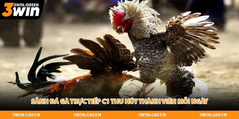 Sảnh đá gà trực tiếp C1 thu hút thành viên mỗi ngày